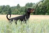 DOBERMANN 223